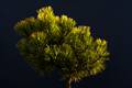 Pinus mugo Ophir IMG_2843 Sosna kosodrzewina
